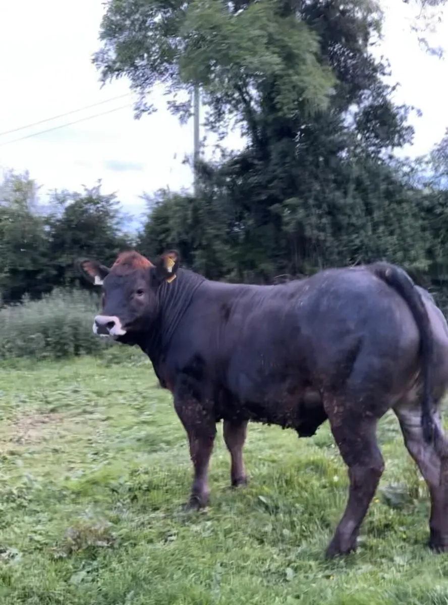 Two show heifers for tullamore mart 9th🔥 - Image 3