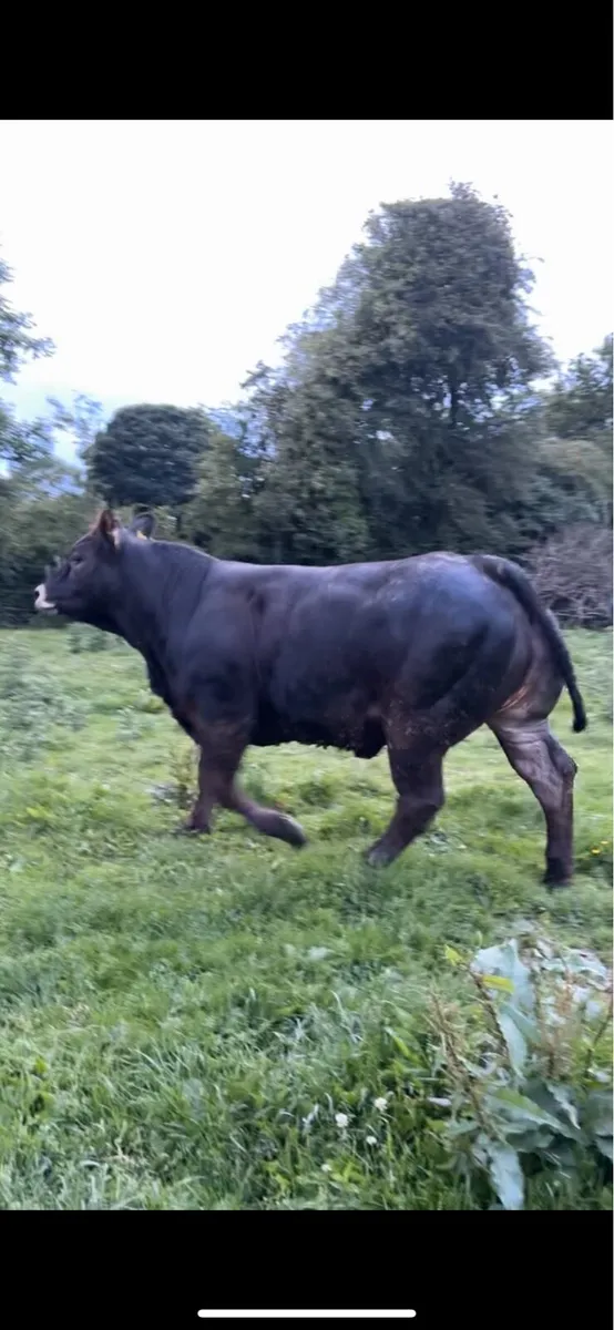 Two show heifers for tullamore mart 9th🔥 - Image 4