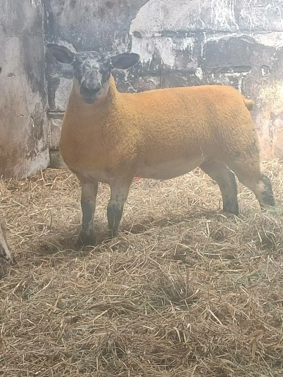 Suftex ewe lambs - Image 2