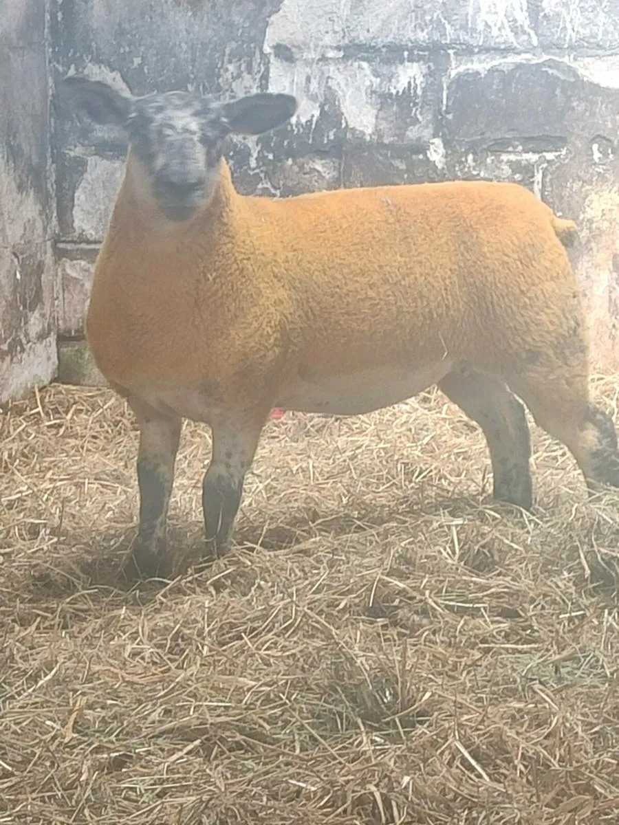 Suftex ewe lambs - Image 3