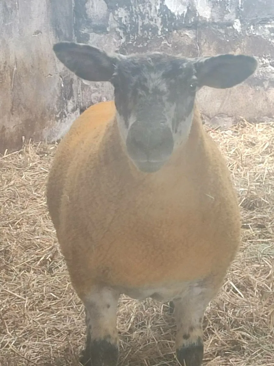 Suftex ewe lambs - Image 4