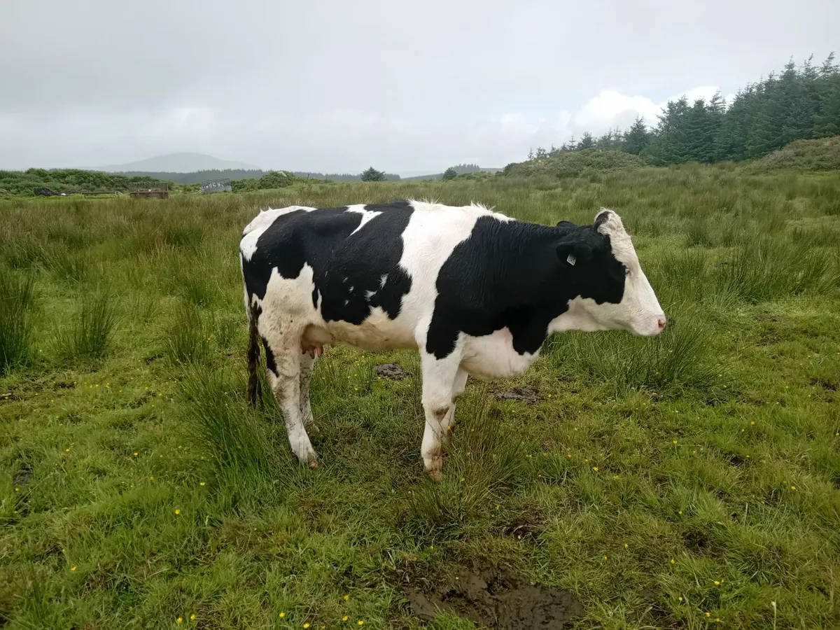 Cattle - Image 4