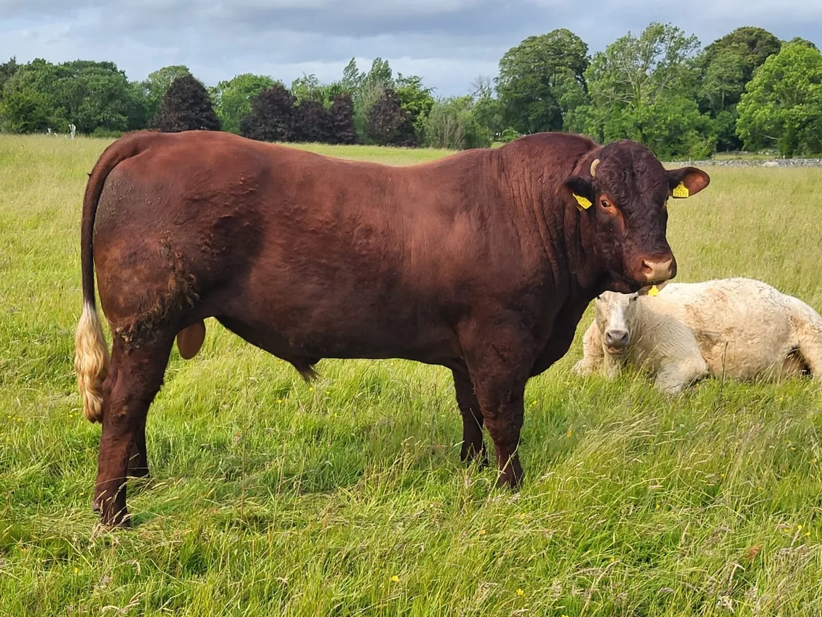 Saler bull - Image 1