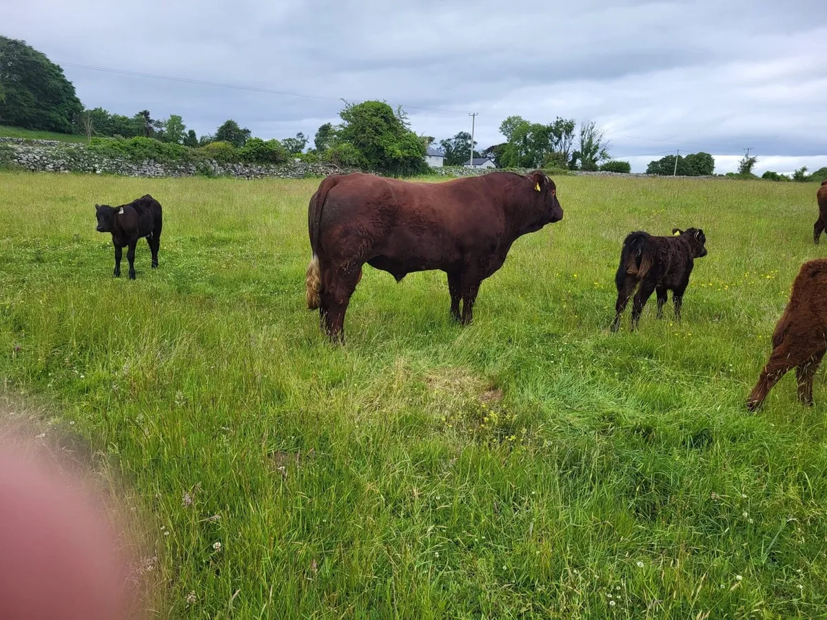 Saler bull - Image 2