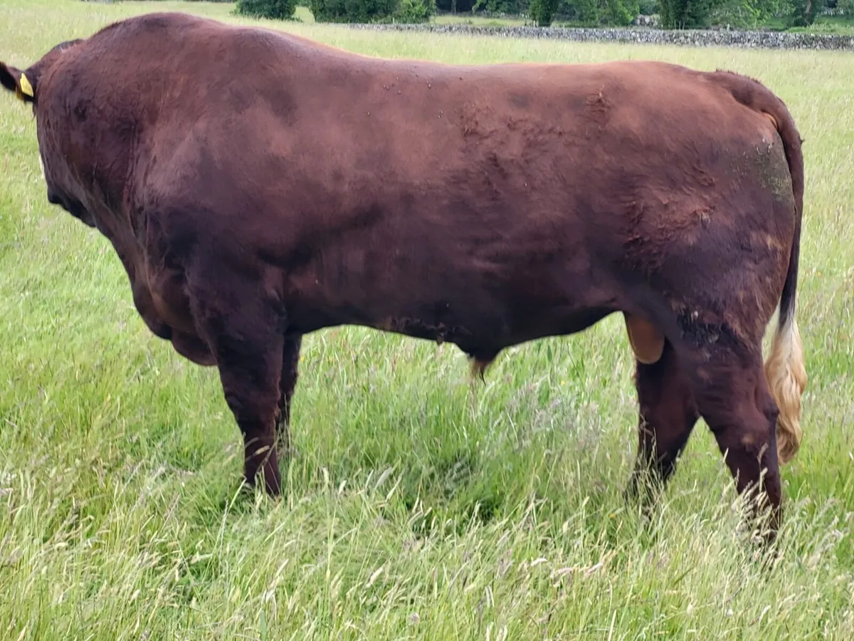 Saler bull - Image 3