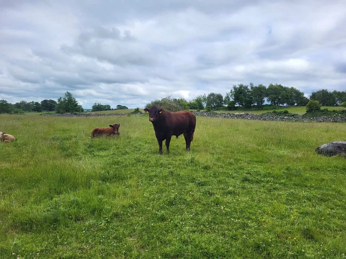 Saler bull - Image 4
