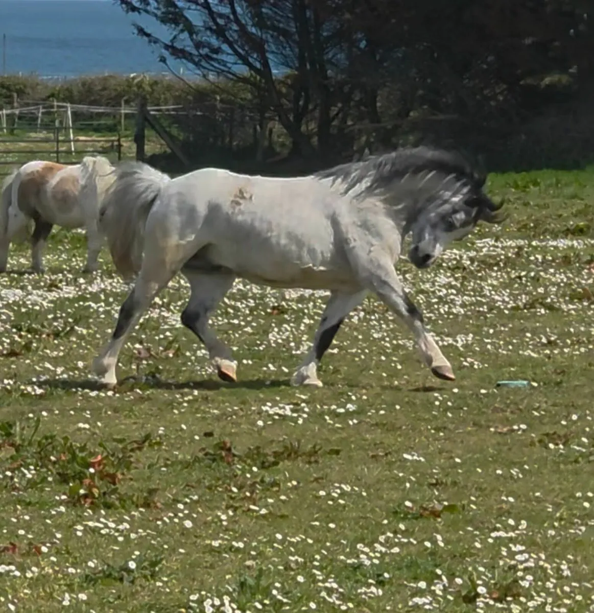 Welsh section A Pony - Image 2