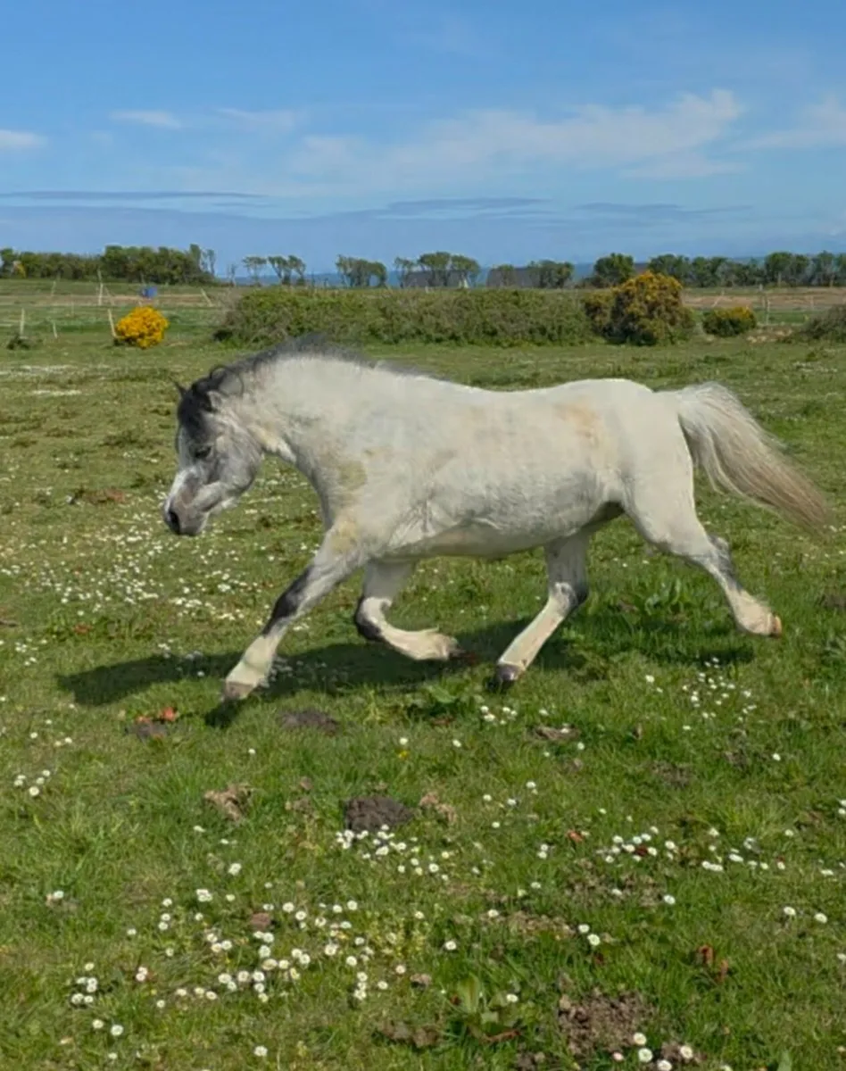 Welsh section A Pony - Image 3