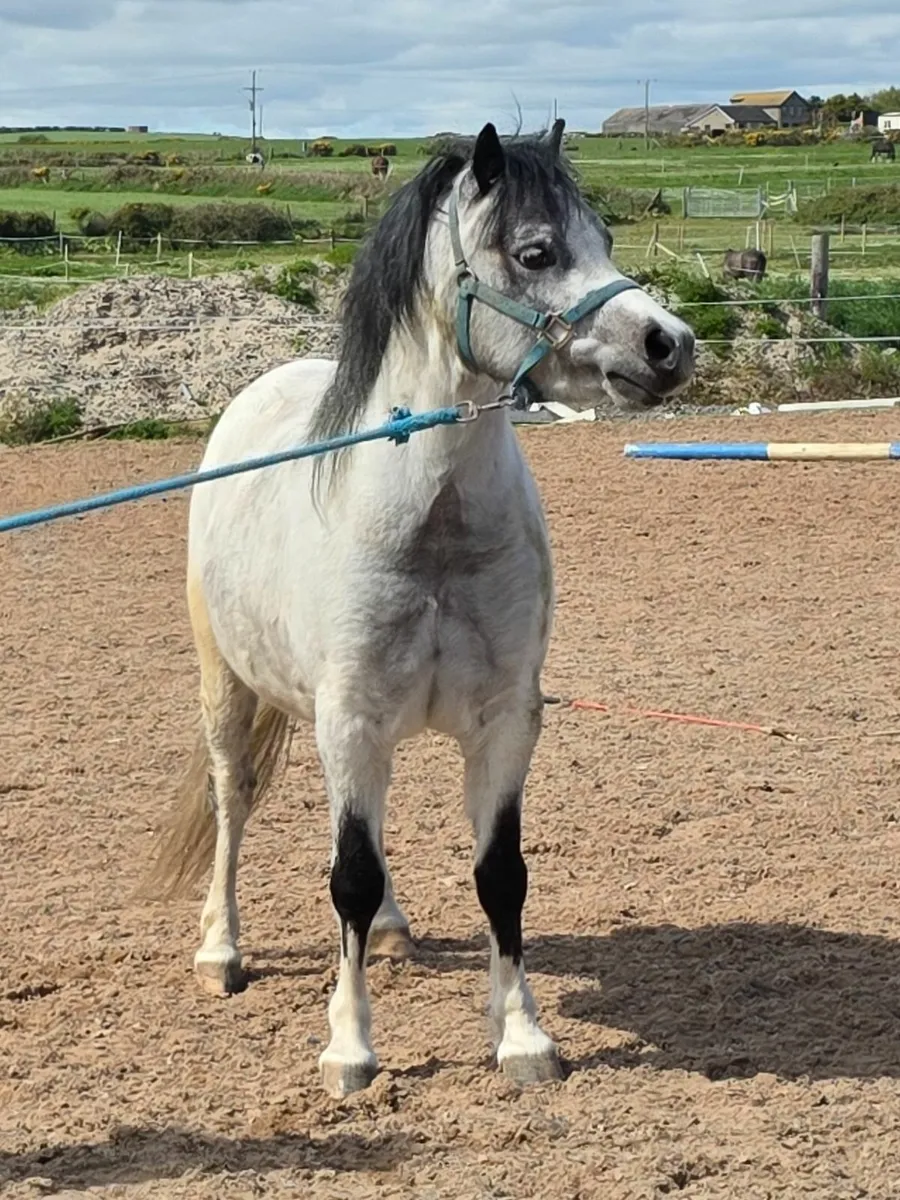Welsh section A Pony - Image 1