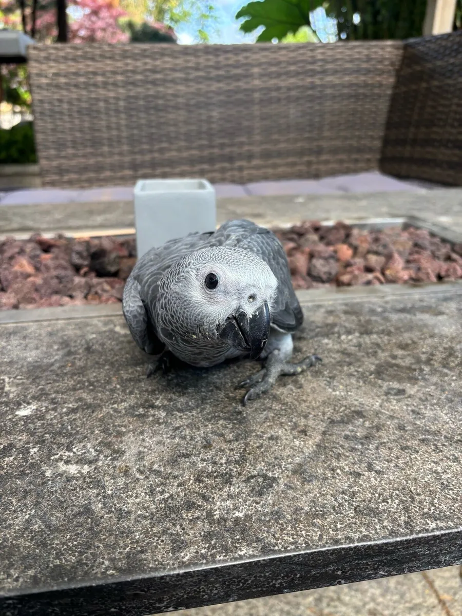 African grey - Image 1