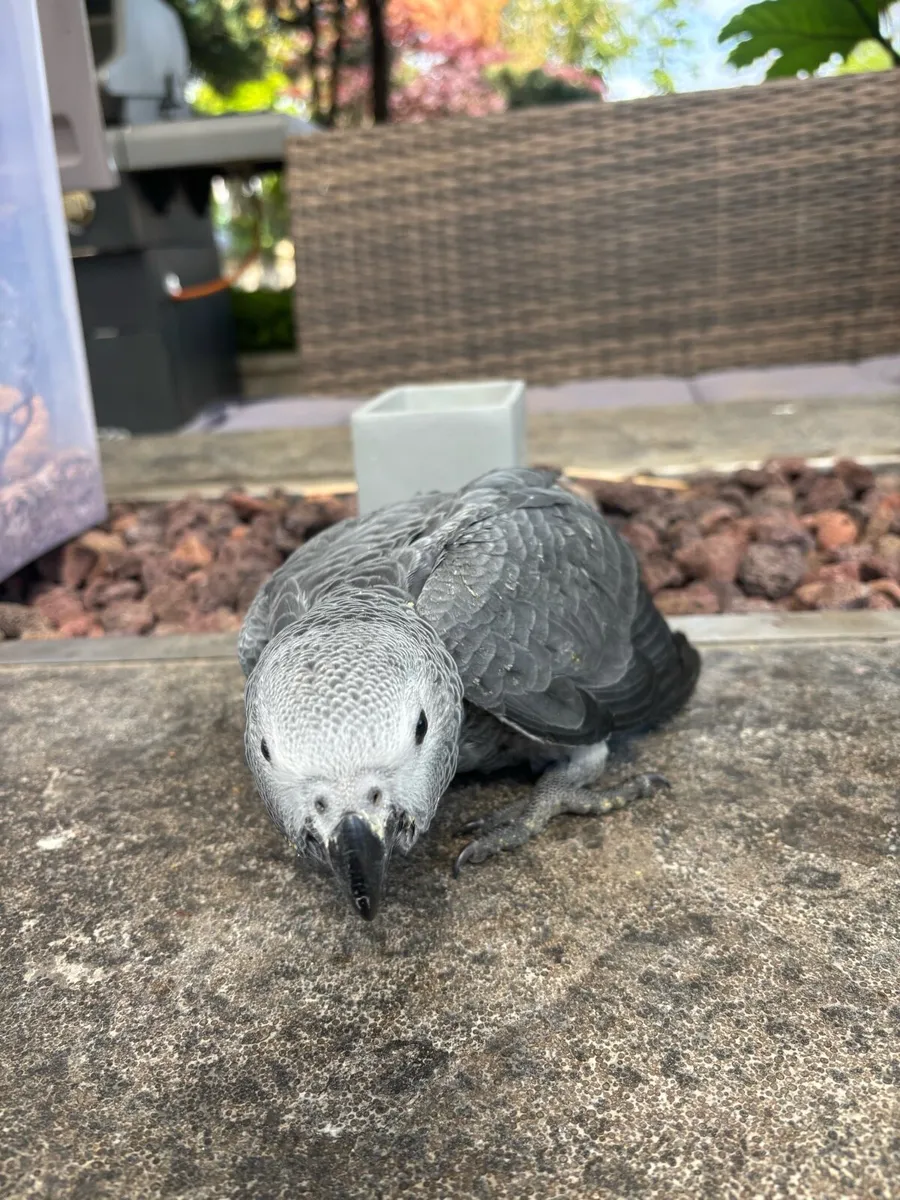 African grey - Image 2