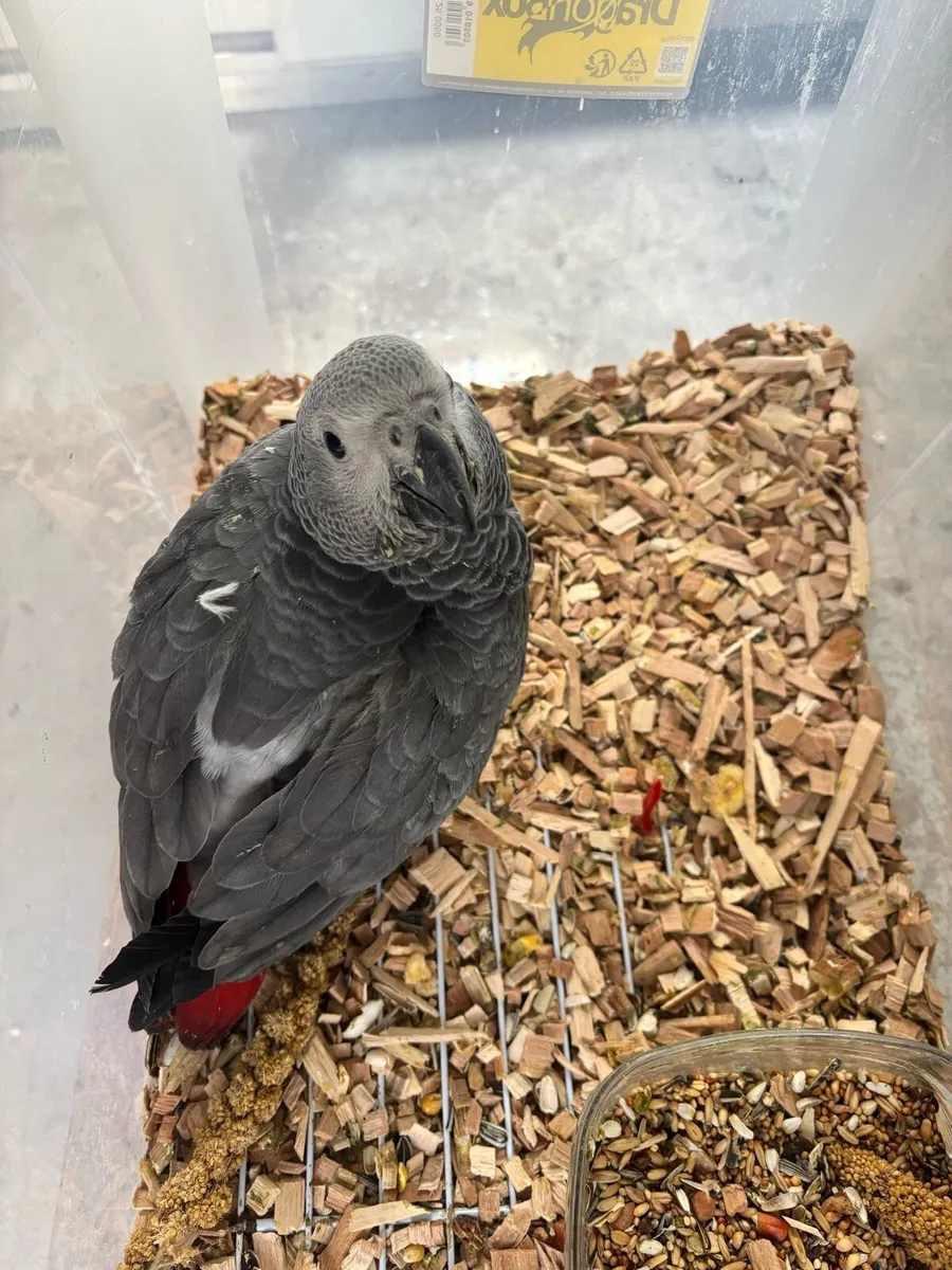 African grey - Image 3