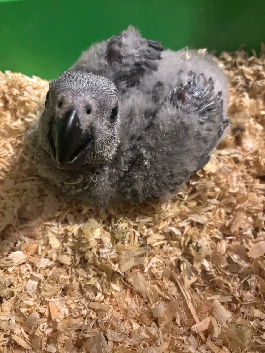 African grey - Image 4
