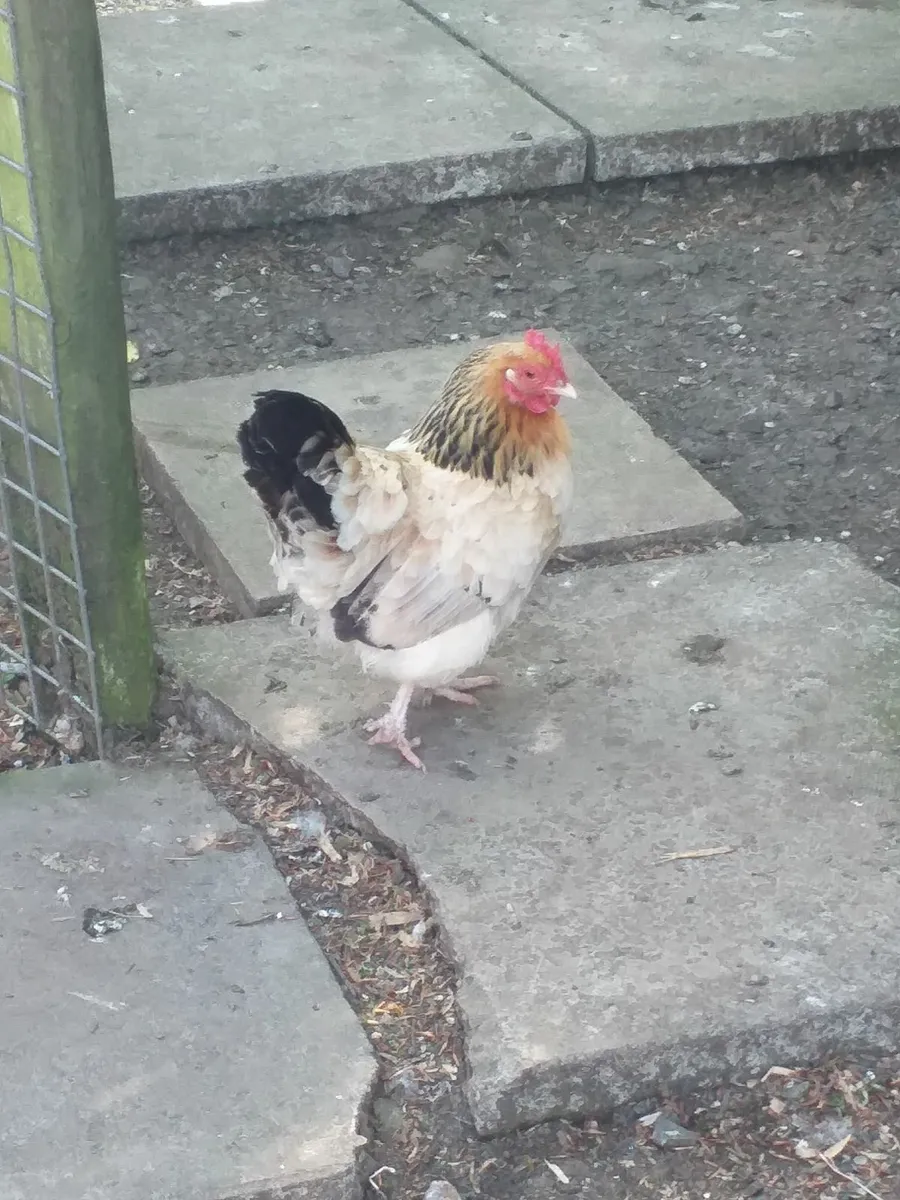Chickens - Image 2