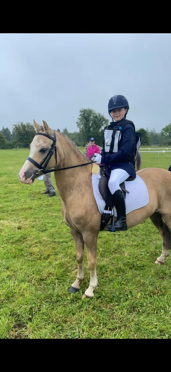 12hh Welsh section A - Image 1