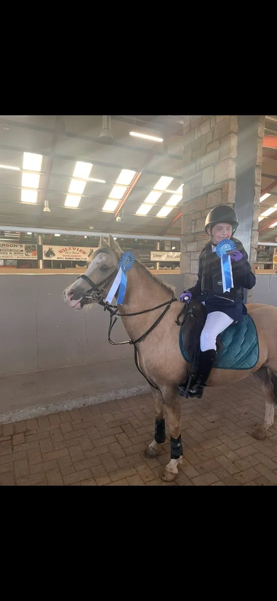 12hh Welsh section A - Image 2