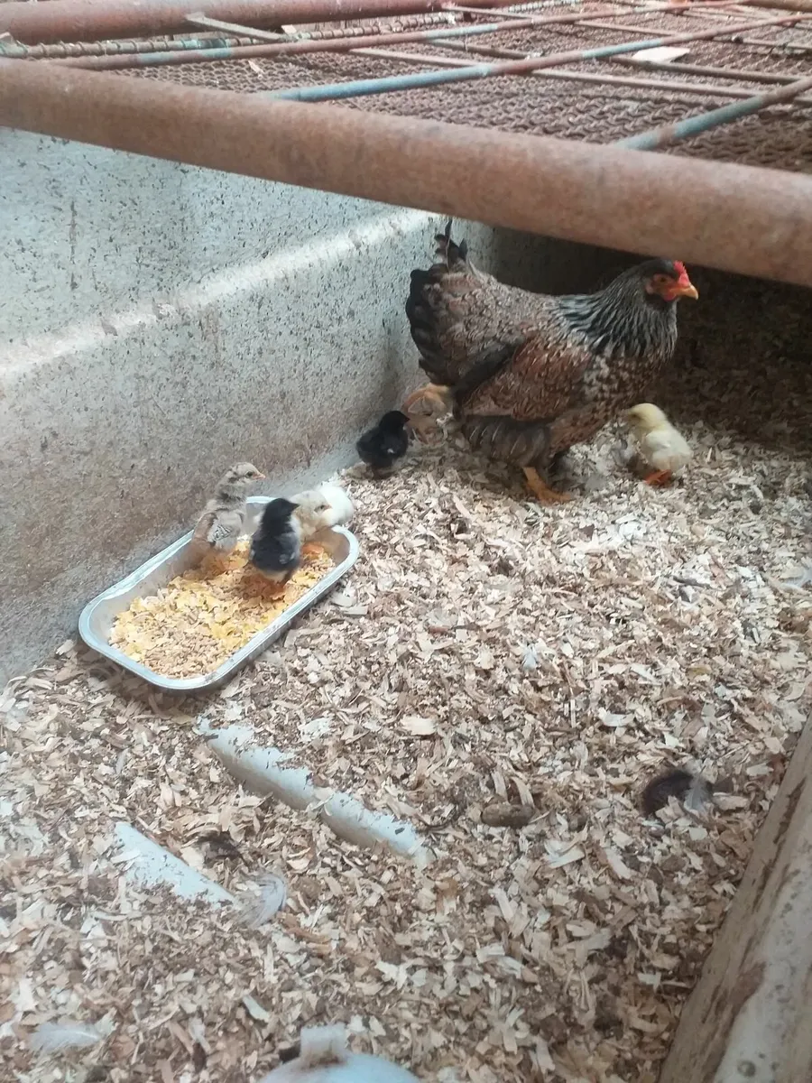 Chickens - Image 3