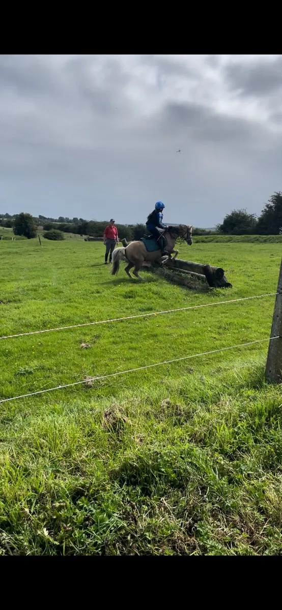 12hh Welsh section A - Image 3