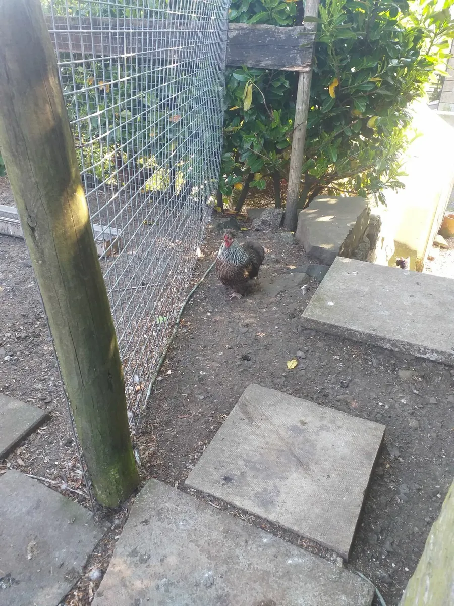 Chickens - Image 4