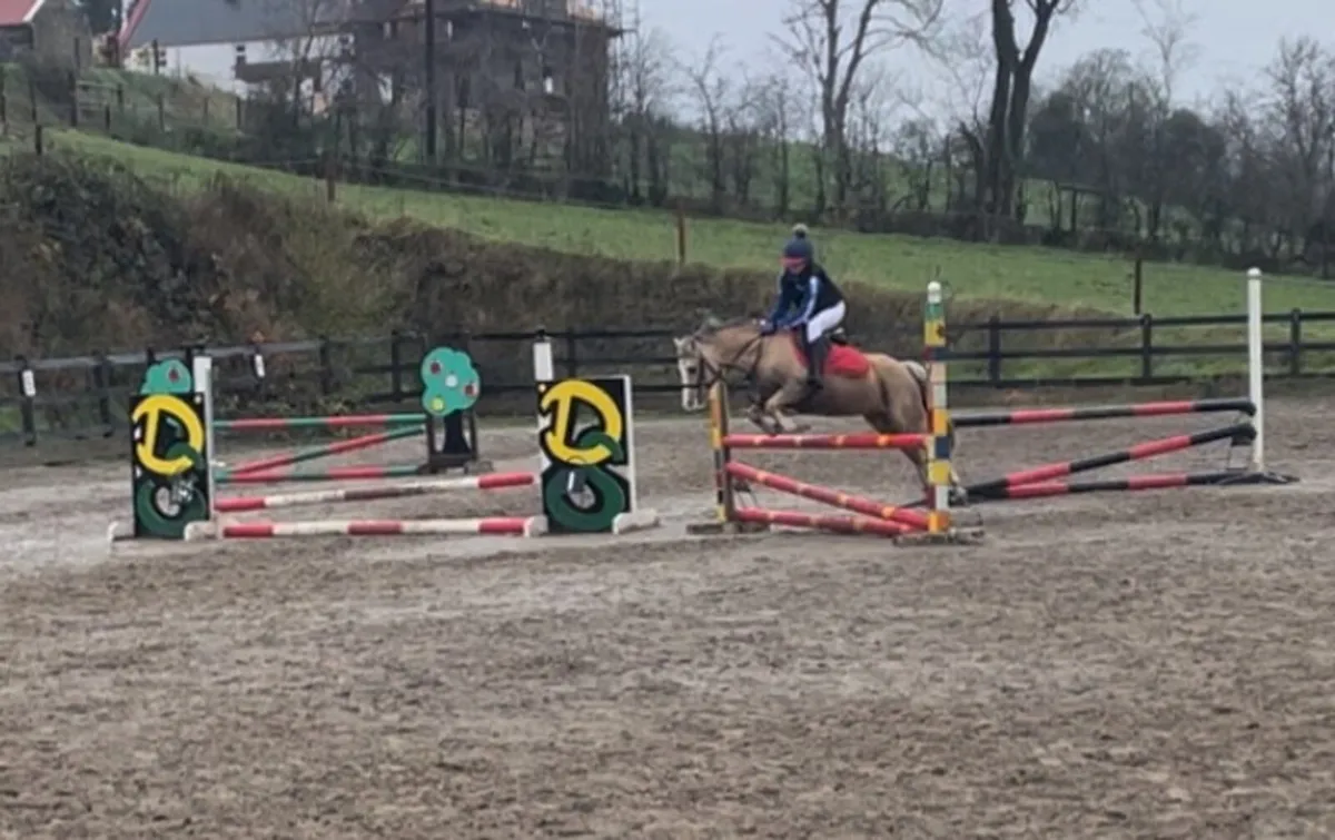 12hh Welsh section A - Image 4