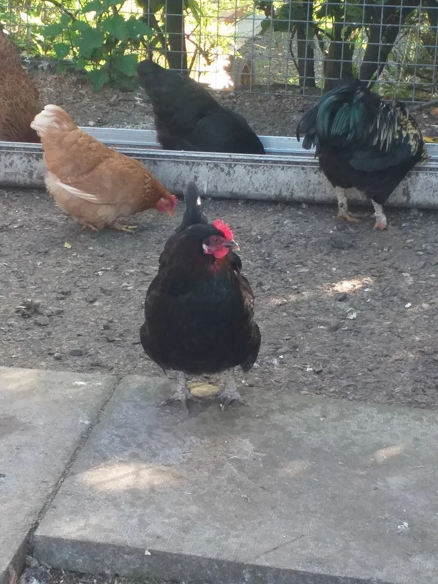 Chickens - Image 1