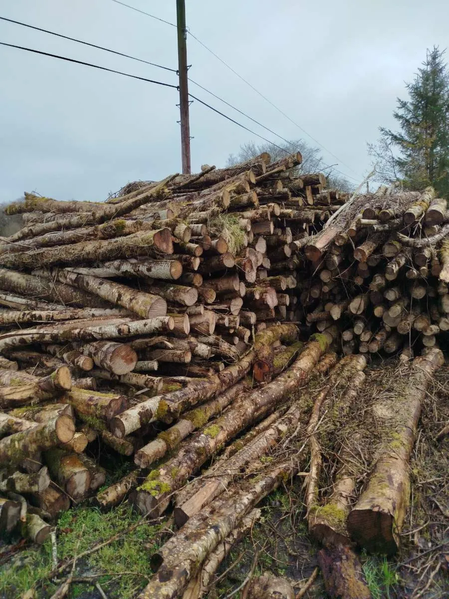 Firewood for sale - Image 4