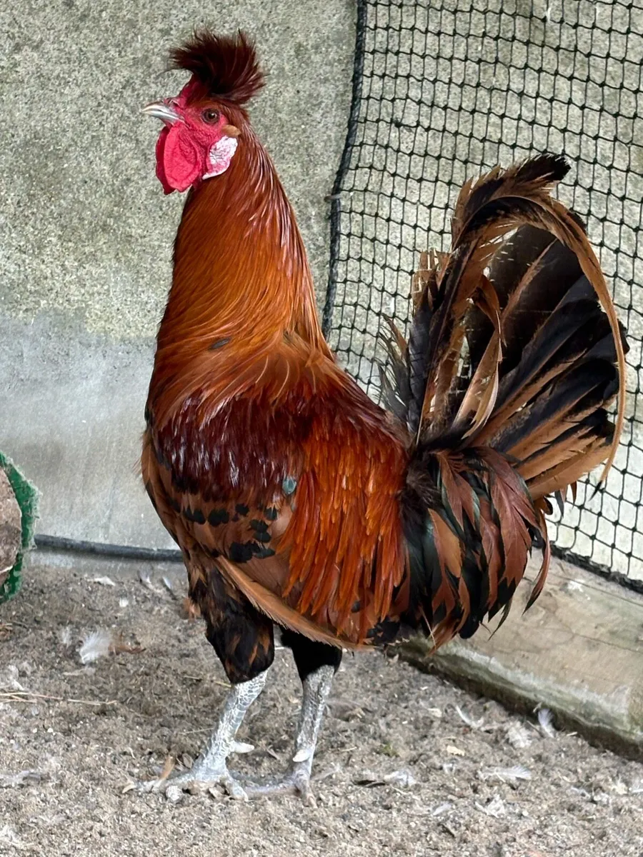 La fleche cockerel - Image 1