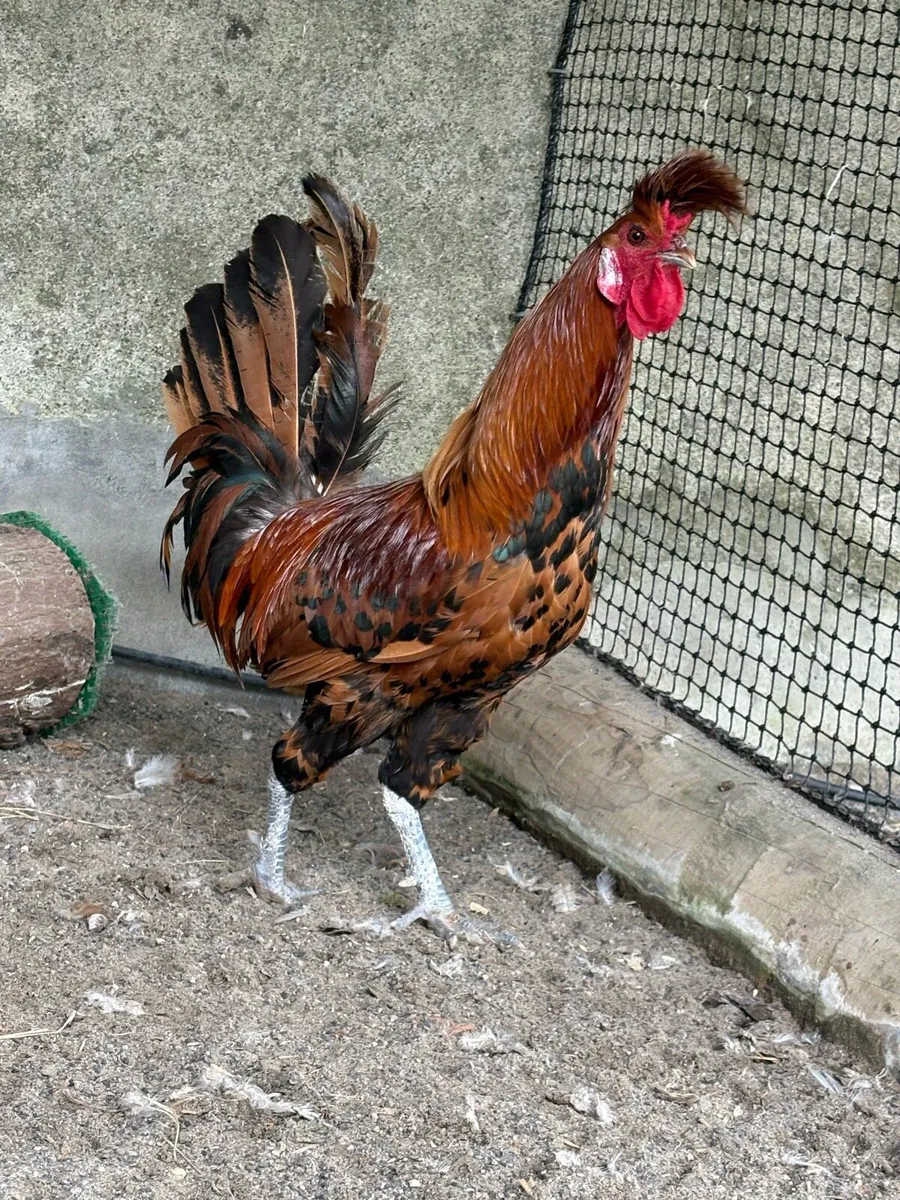 La fleche cockerel - Image 2