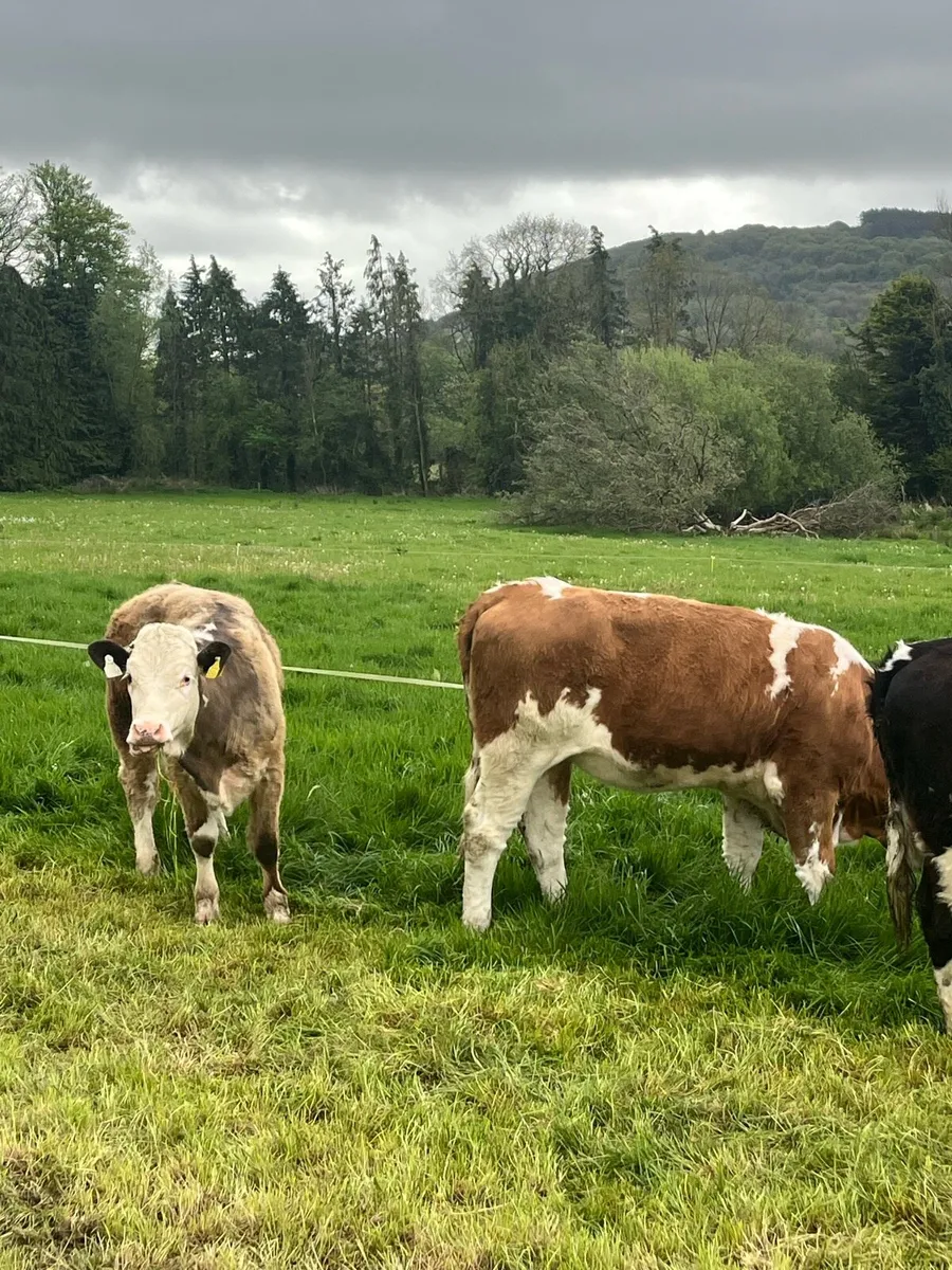 Simmental x heifers suitable for breeding - Image 1