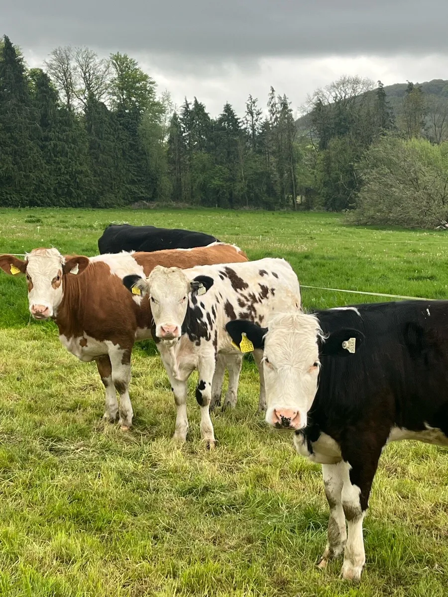 Simmental x heifers suitable for breeding - Image 2