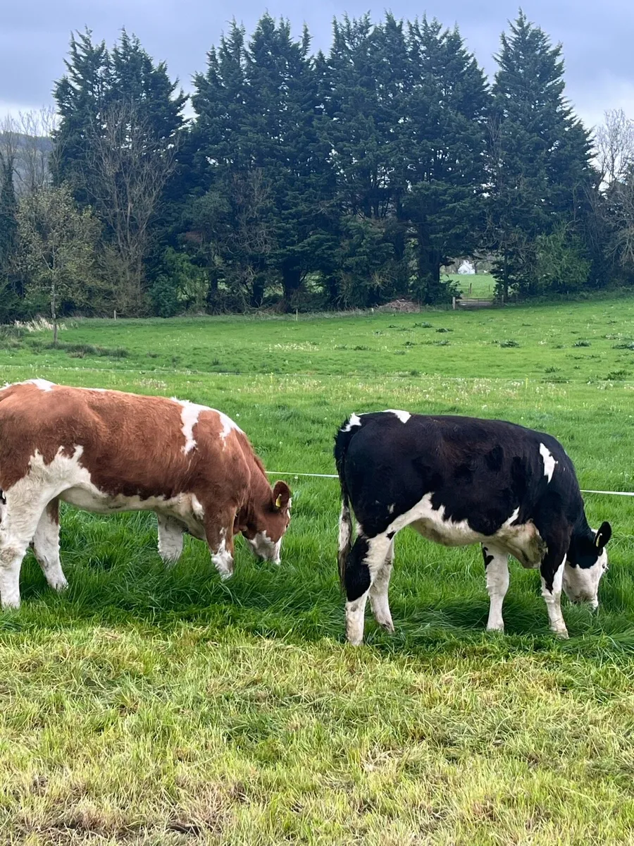 Simmental x heifers suitable for breeding - Image 3