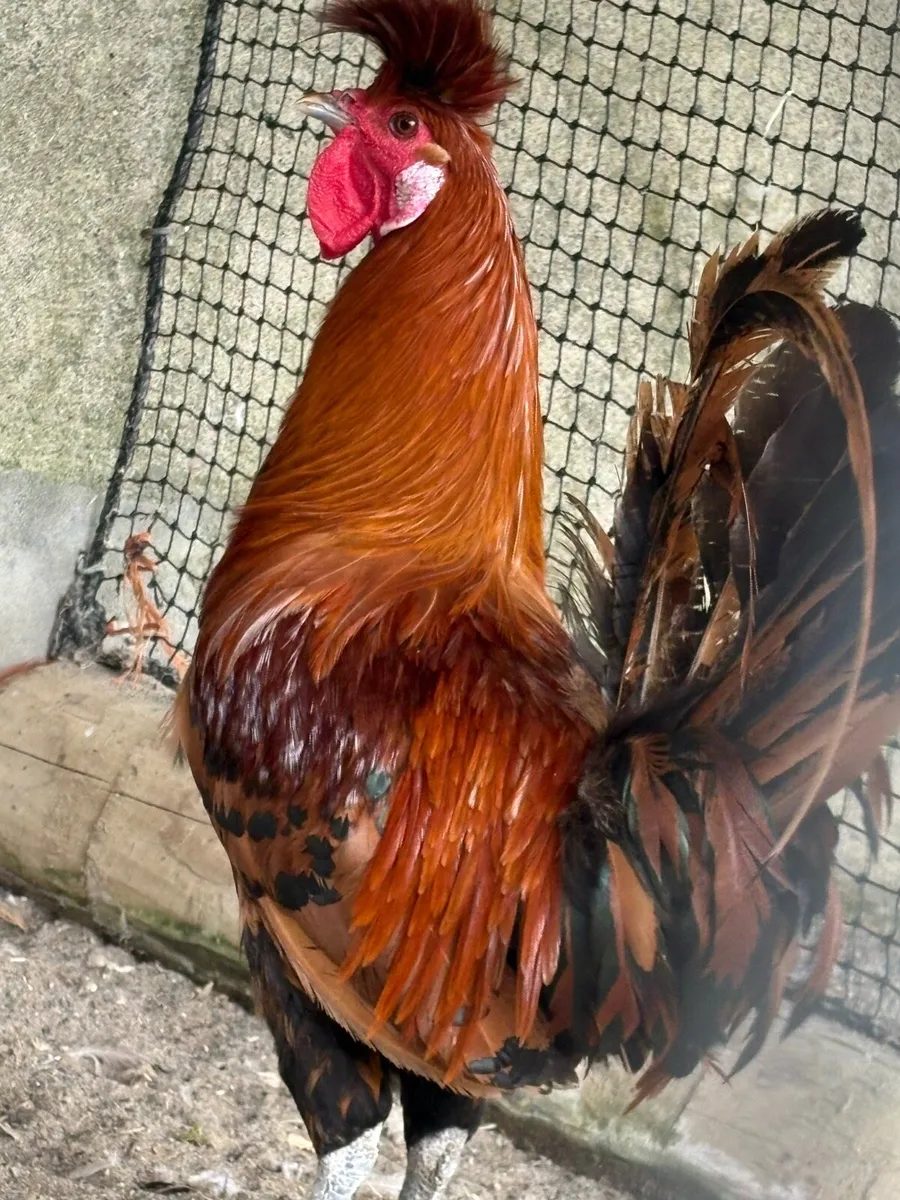 La fleche cockerel - Image 3