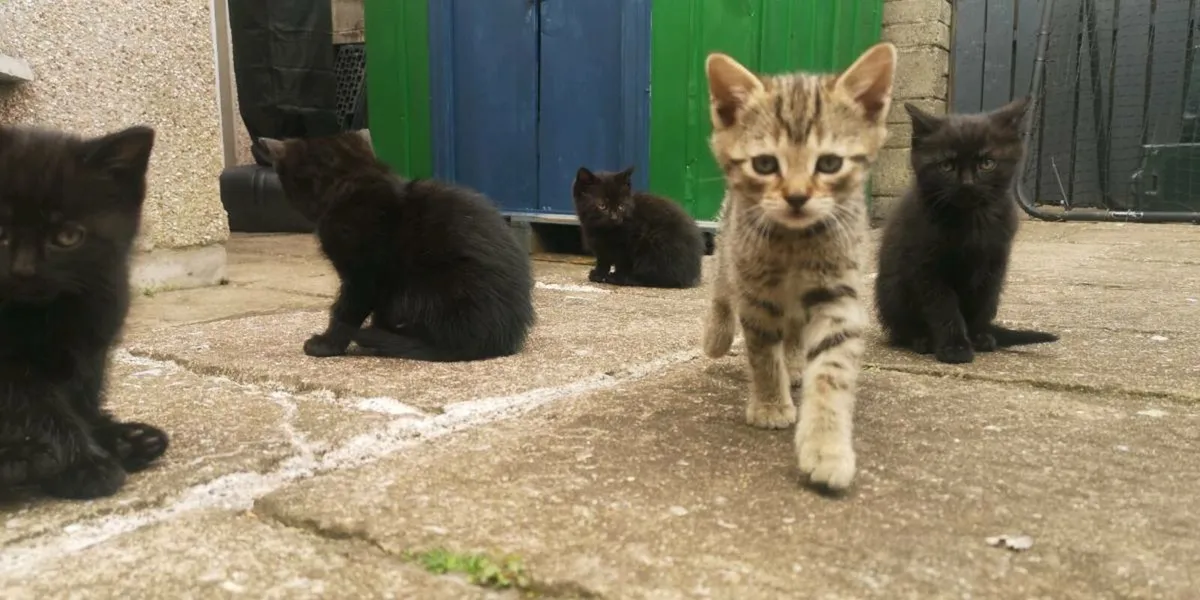 Adorable kittens - Image 1