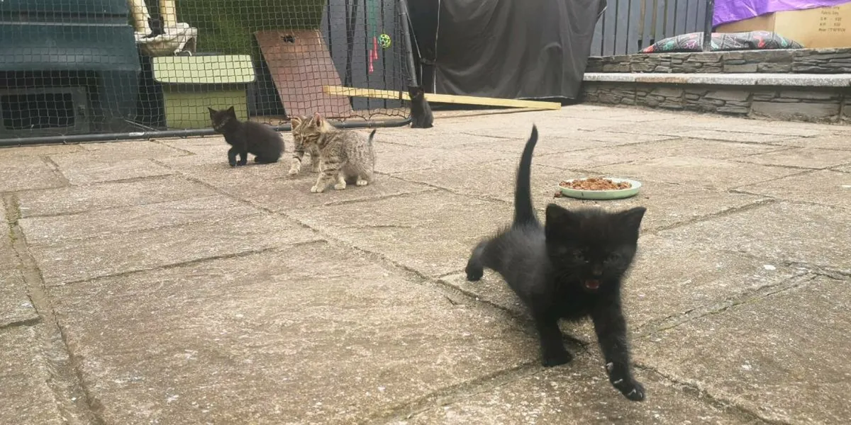 Adorable kittens - Image 2