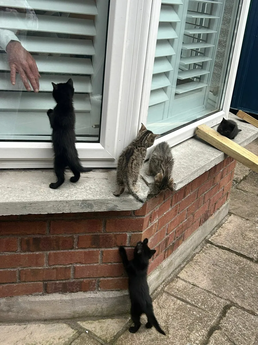 Adorable kittens - Image 3