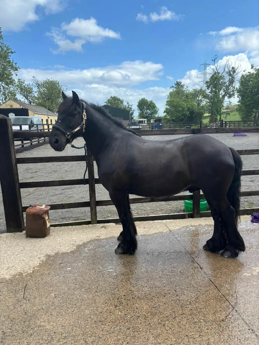 Horse - Image 1