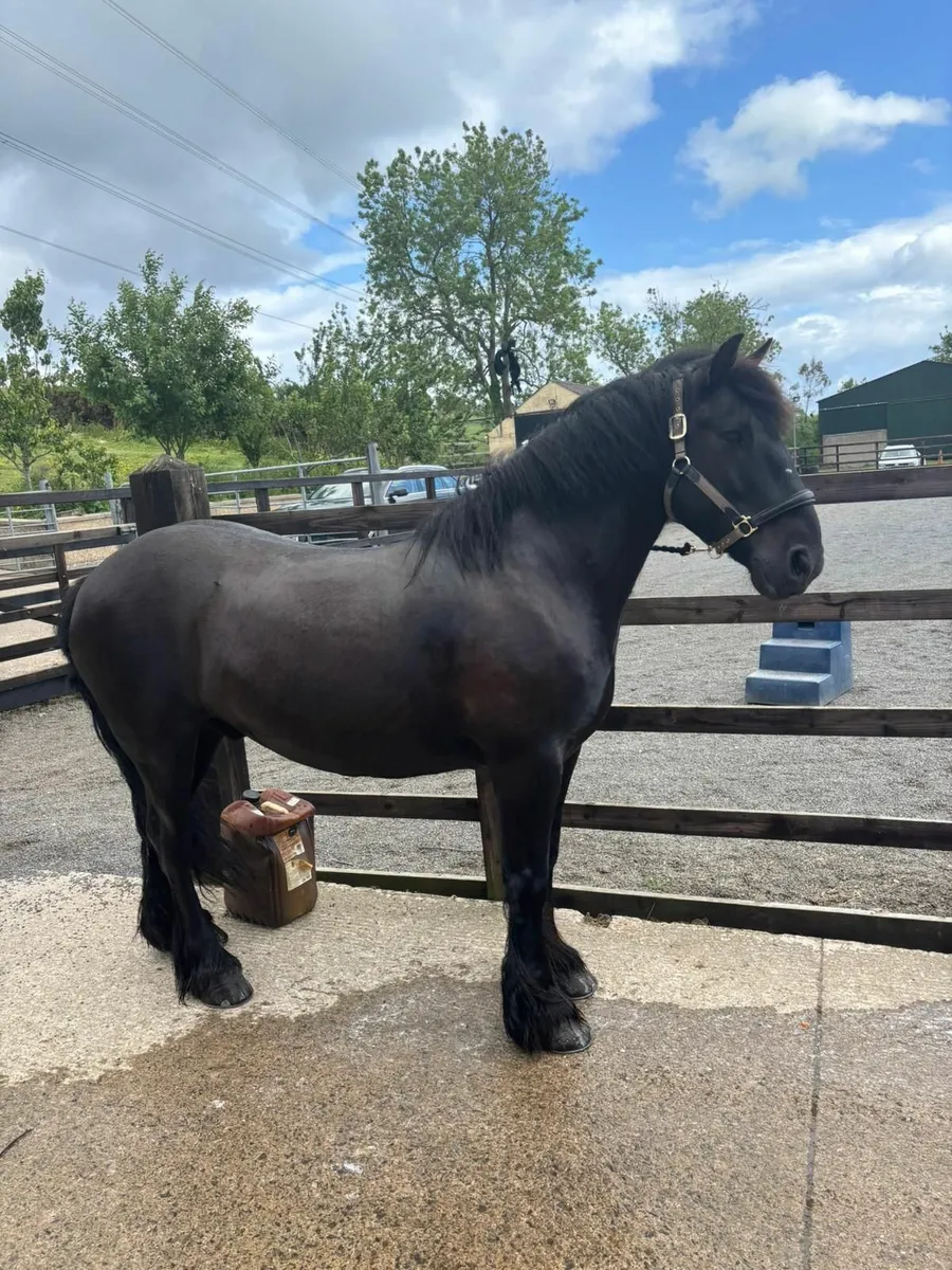 Horse - Image 2