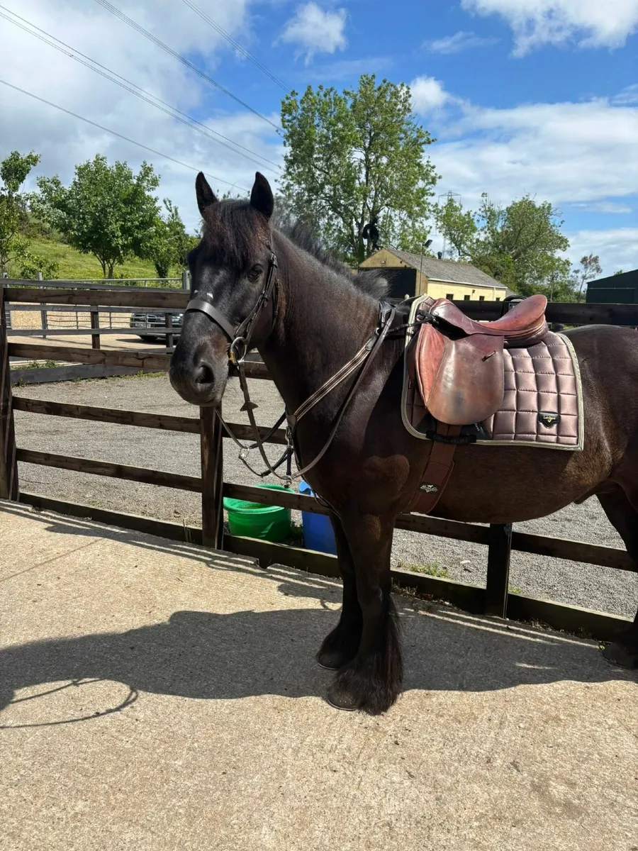 Horse - Image 4