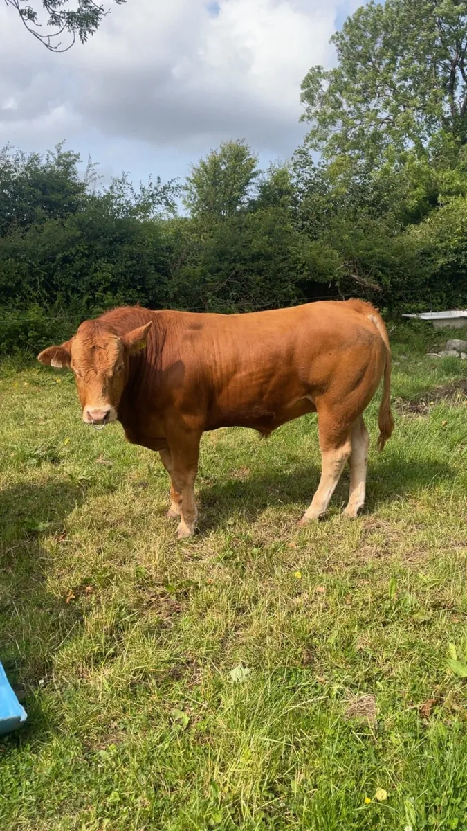 PBR limousin bull - Image 1
