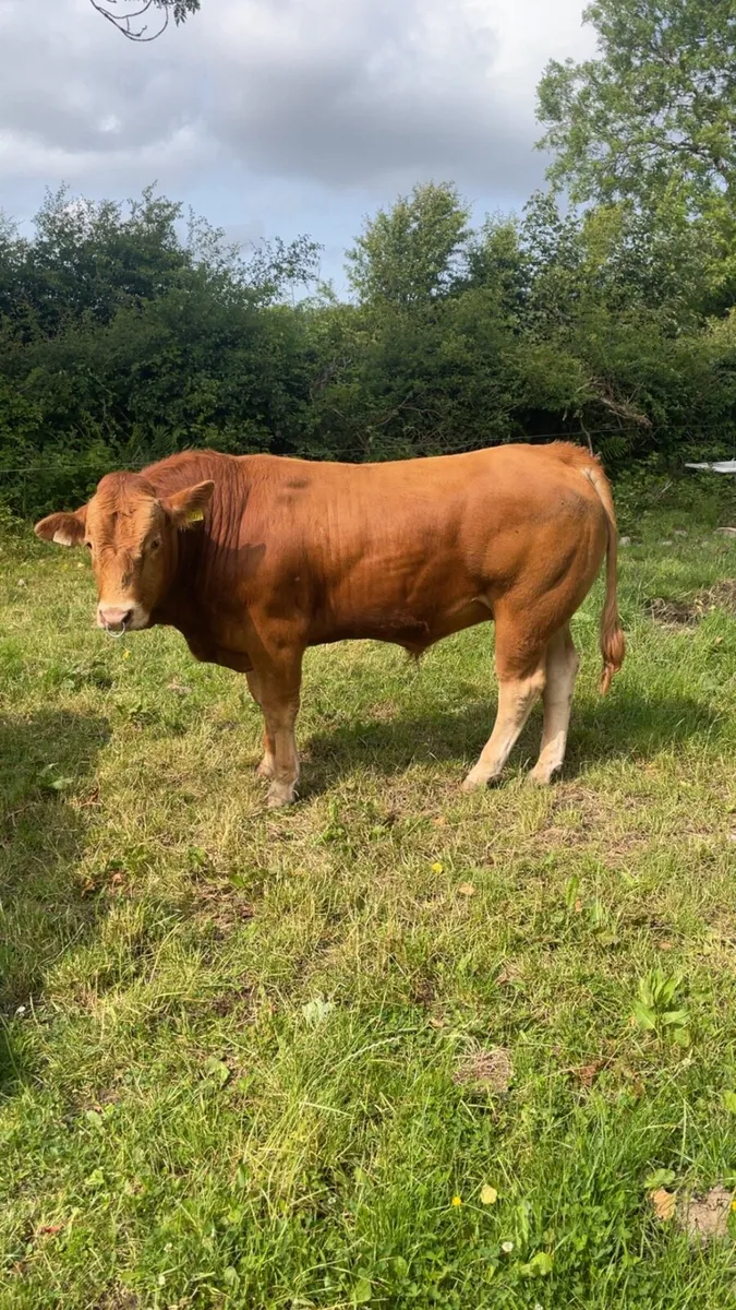 PBR limousin bull - Image 2