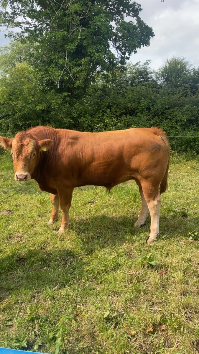 PBR limousin bull - Image 3