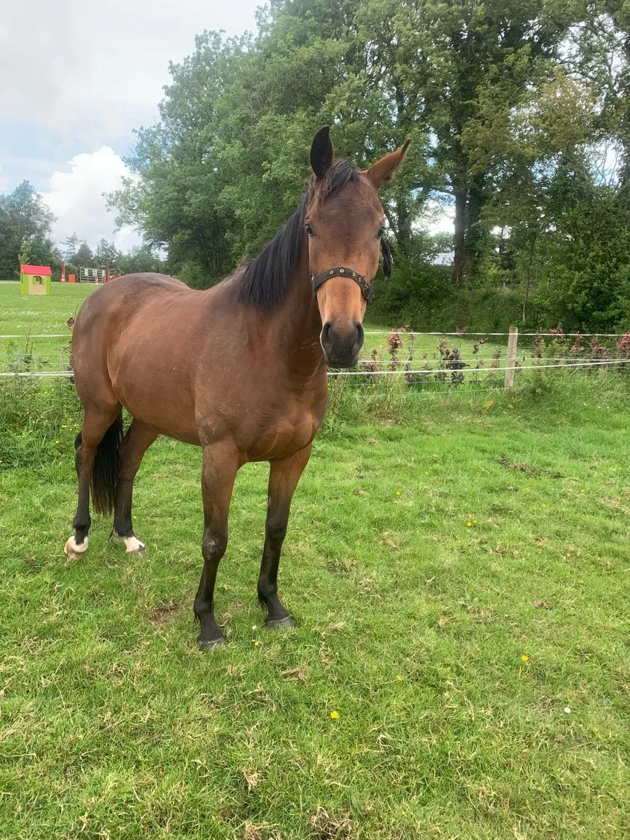 OLD PERSIAN FILLY - Image 2