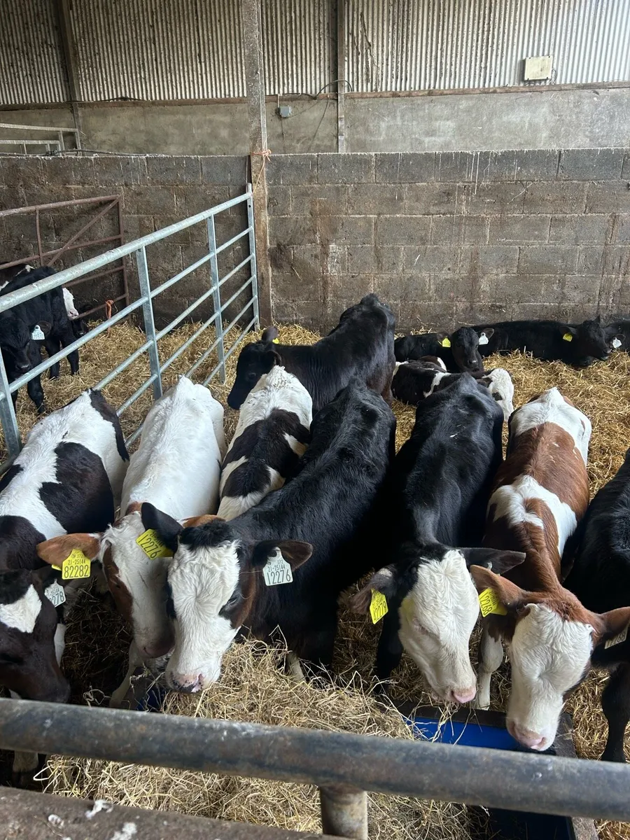 Calves - Image 1