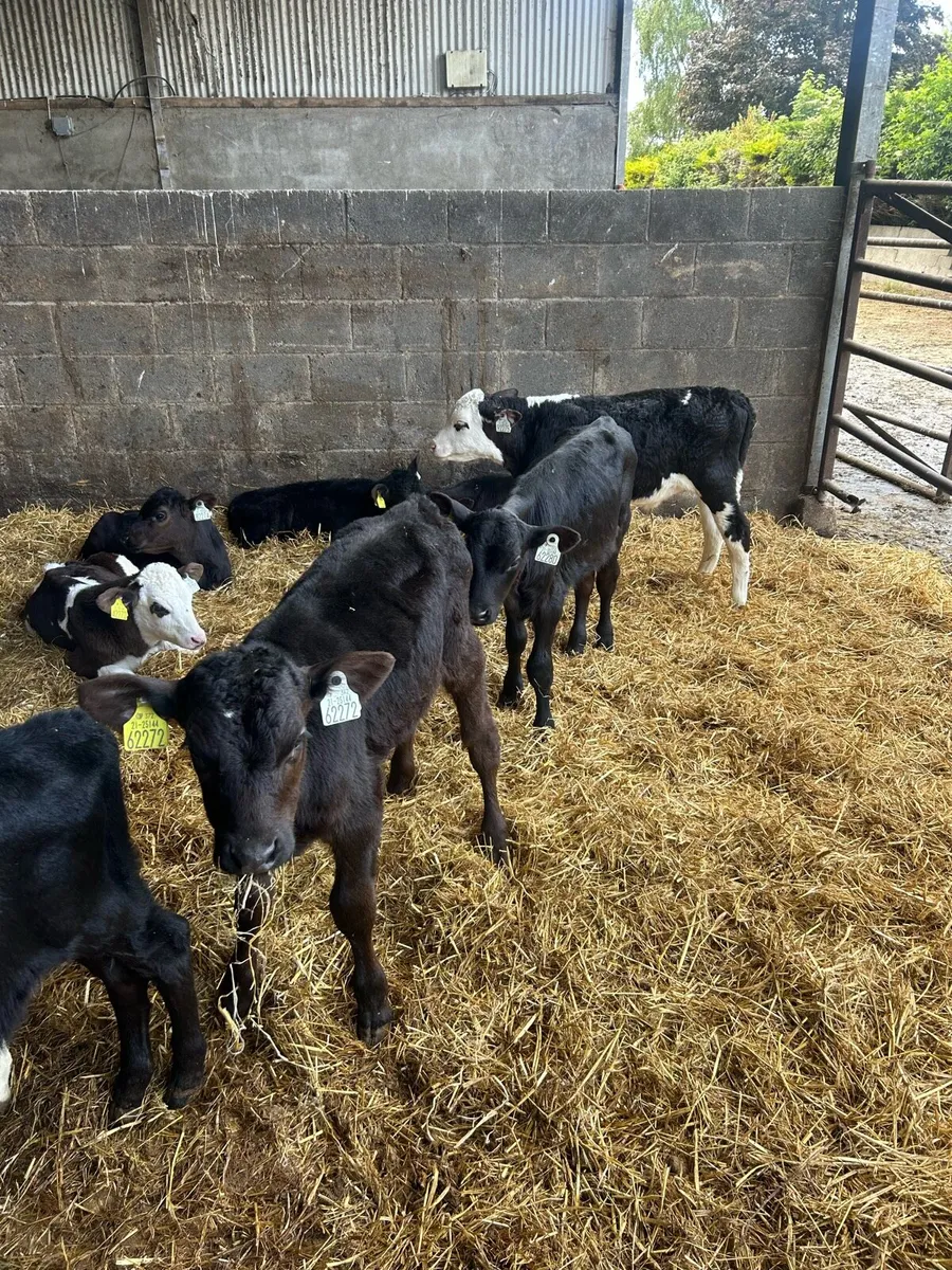 Calves - Image 2