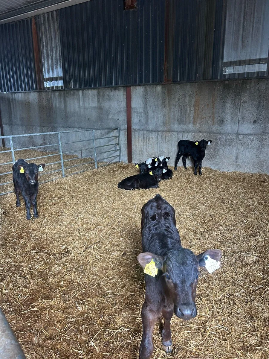 Calves - Image 3