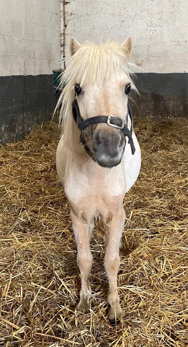 Miniature palomino ponies - Image 1