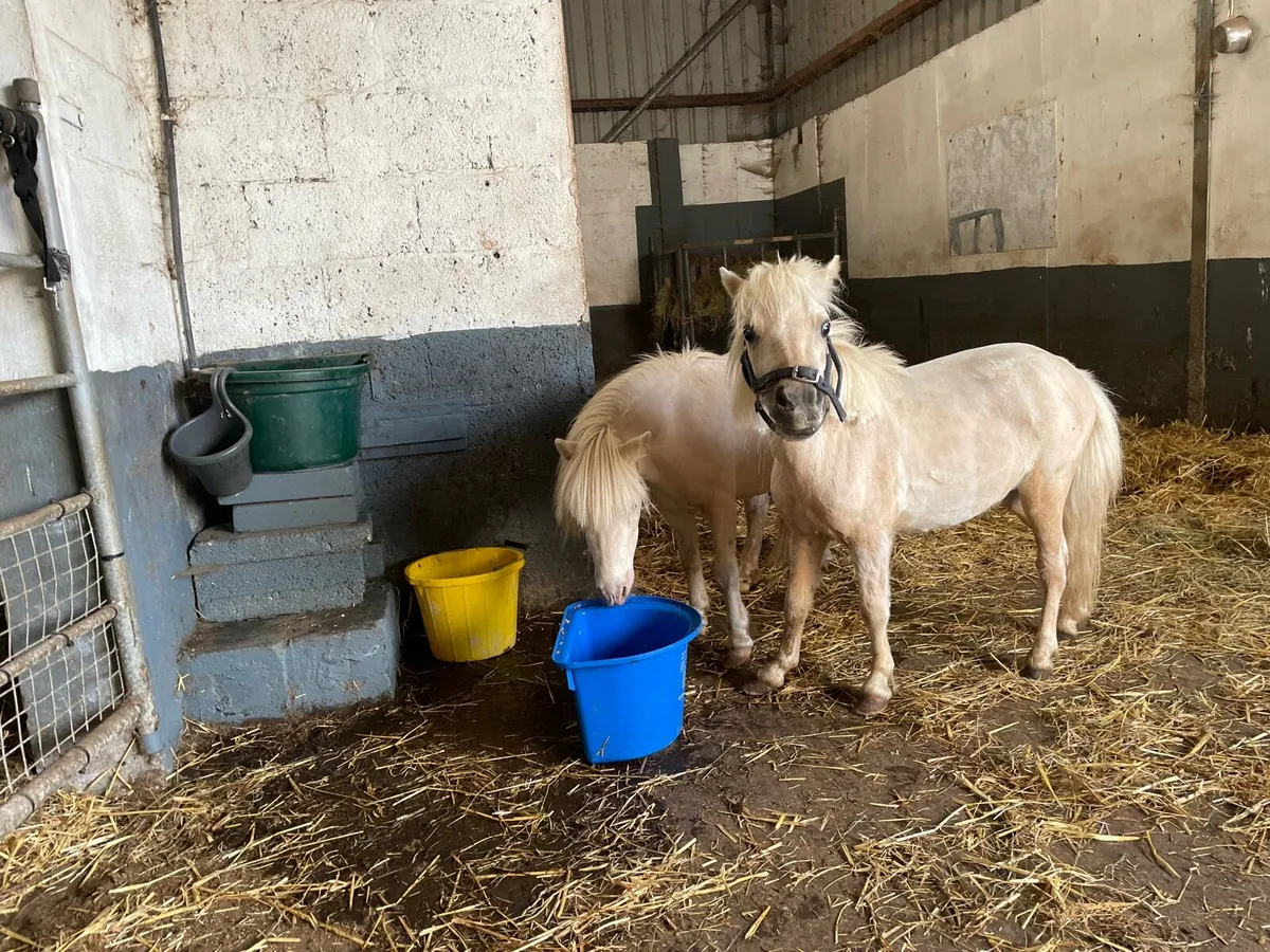 Miniature palomino ponies - Image 2