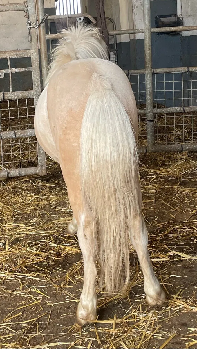 Miniature palomino ponies - Image 3