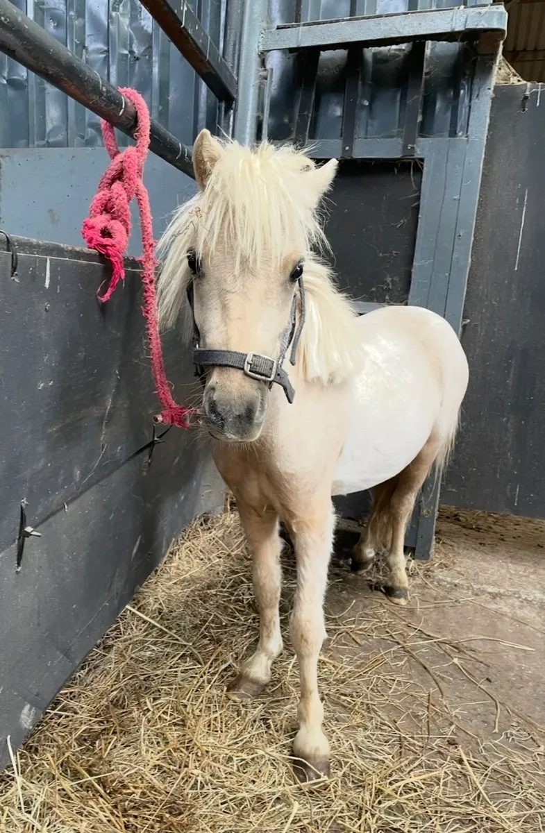 Miniature palomino ponies - Image 4