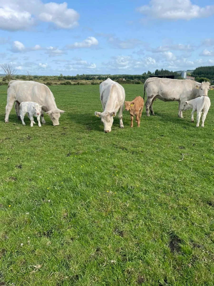 Cattle - Image 2